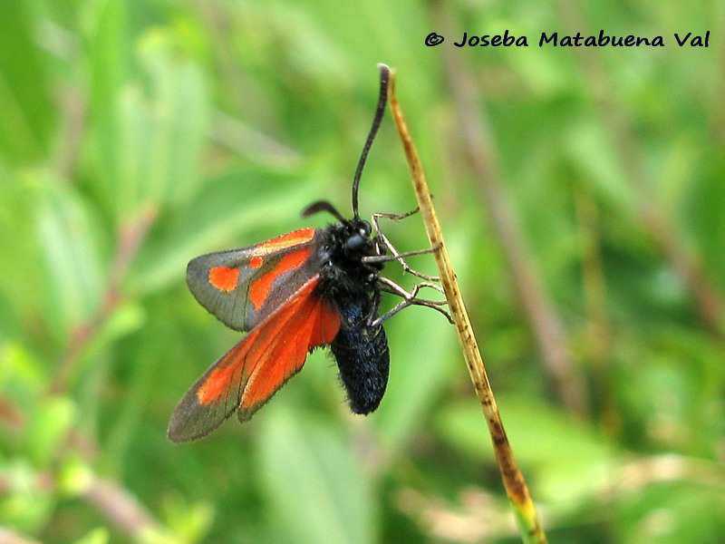 Zygaena nevadensis - Zygaenidae